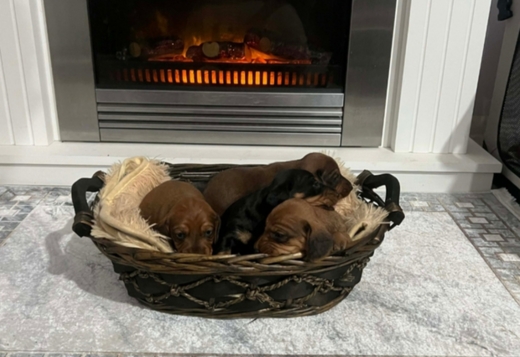 Short-haired Dachshunds