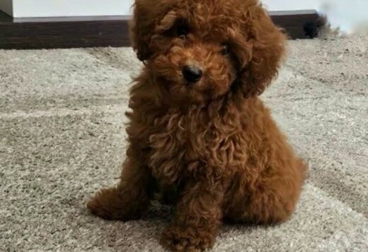 Toy poodle puppies