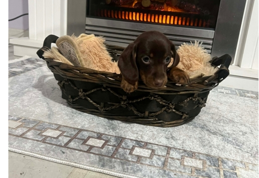 Dwarf Shorthair Dachshunds Extra Mini