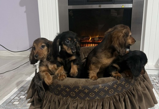 Long-haired dwarf dachshund puppies