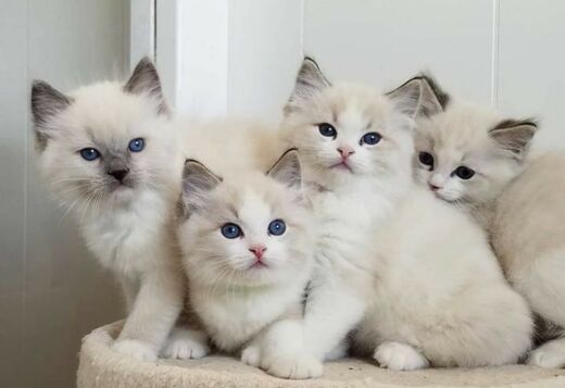 Beautiful GCCF champion ragdolls