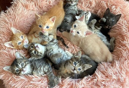 TICA Registered Pure Pedigree Main Coon Kittens