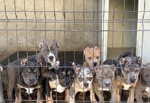 American bully XL / XXL