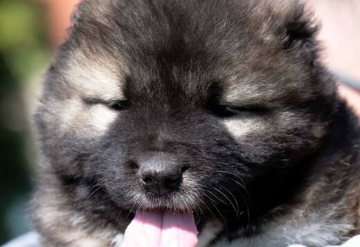 Caucasian Shepherd – Puppies