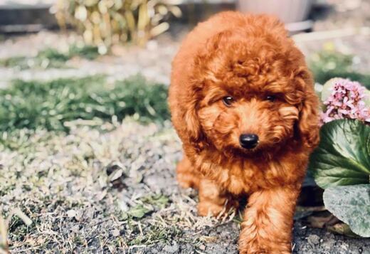 Red miniature poodle