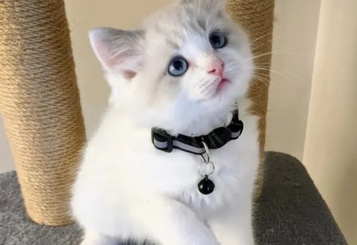 Adorable Home Raised Ragdoll Kittens