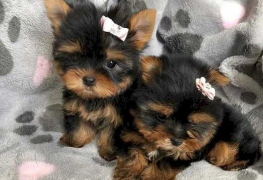 Loving Tea Cup Yorkie Puppies