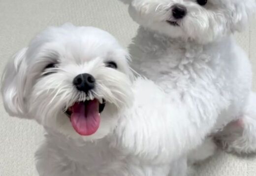 Two Teacup Maltese Puppies Needs a New Family