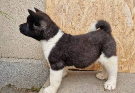 American Akita puppies