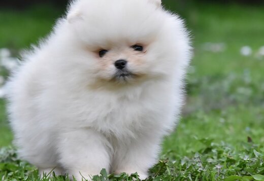 Pomeranian Spitz – BOO Teddy Bear Type