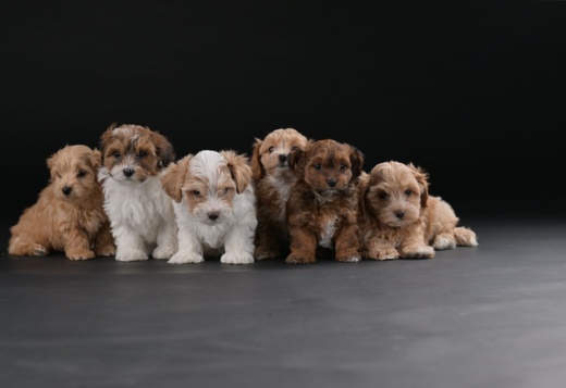 Havanese Bichon puppies