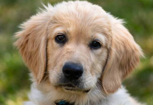AKC golden retriever puppies: Finding your Perfect Compa