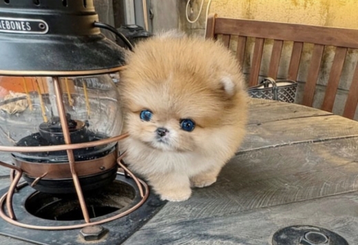 Pomeranian puppy male available 11weeks old
