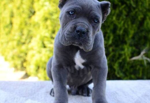 Cane Corso, female and male