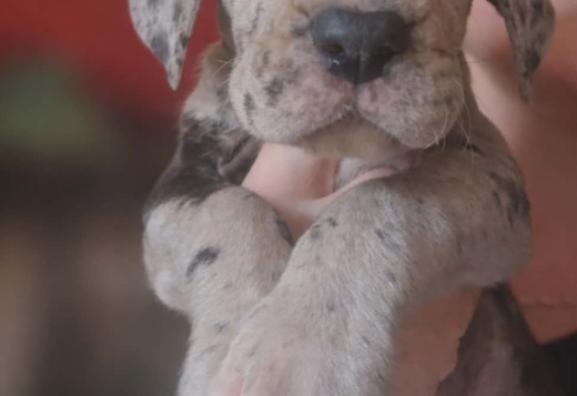 Great Dane – beautiful puppies