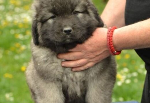 Caucasian shepherd puppies