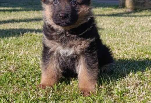 German Shepherd Beautiful Puppies