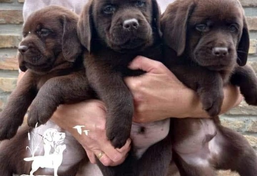 Labrador retriever puppies, chocolate