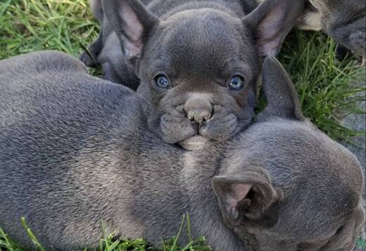 French Bulldog Sky Blue Puppies
