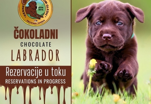 Brown Labrador puppies