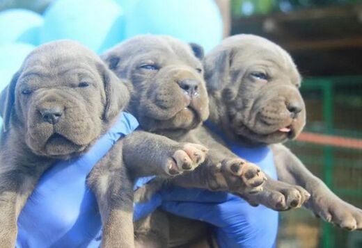 Cane Corso puppies