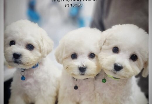 Bichon Frise Beautiful Puppies