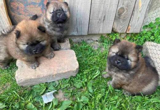 Chow Chow puppies