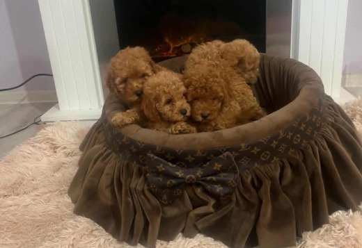 Extra small toy poodles