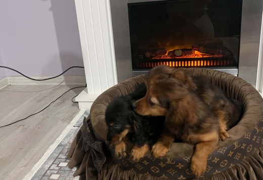 Long-haired dwarf dachshund, puppies
