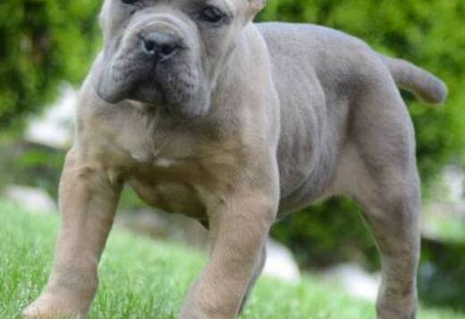 Cane Corso, top quality puppies