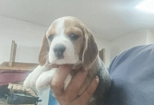 Beagle Beautiful Puppies