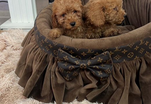 Small toy poodles, beautiful
