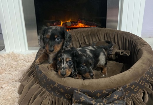 Long-haired dwarf dachshunds, merles