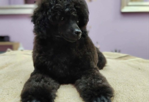 Miniature Poodle Puppies for Sale