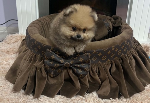 Pomeranian puppies of top quality