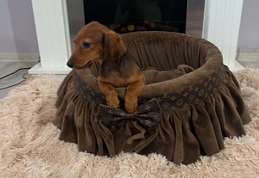 Long haired miniature dachshund, beautiful puppies