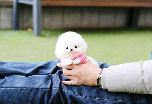 Pomeranian puppy male available 11weeks old