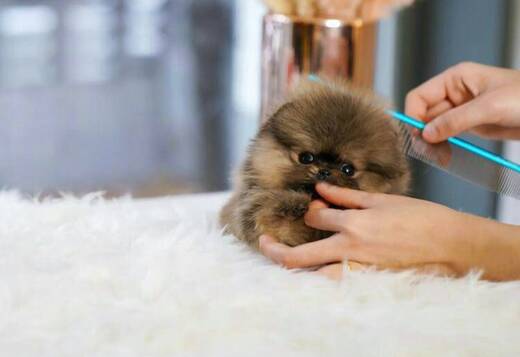 Pomeranian puppy male available