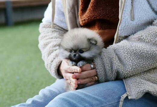 Pomeranian puppy male