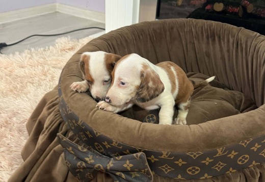 Dwarf Shorthair Dachshunds Extra Mini