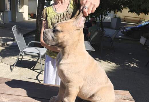 Cane Corso Formentino Male Puppies for Sale