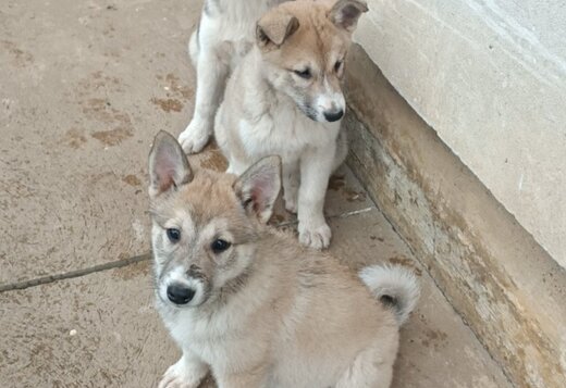 West Siberian Laika puppies