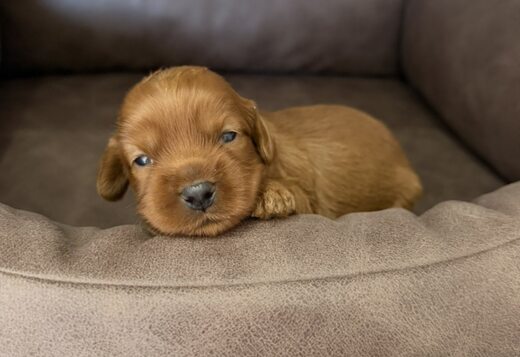 Cockapoo Red Puppies