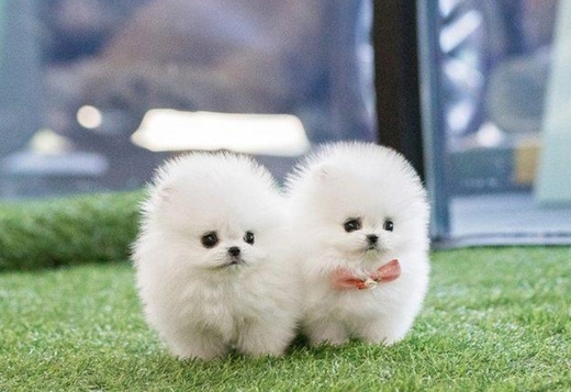 Teacup Pomeranian Puppy