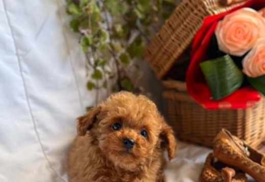 Beautiful Toy and Miniature Poodle Puppies