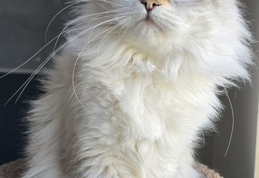 Neva Mascarade Siberian Cat