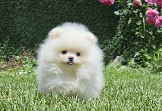 Pomeranian BOO Teddy Bear Type – Pomeranian Spitz Puppies