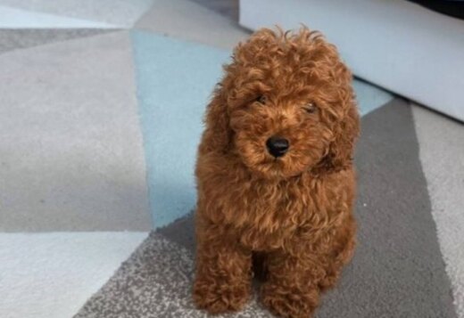 Red Toy Poodle puppies