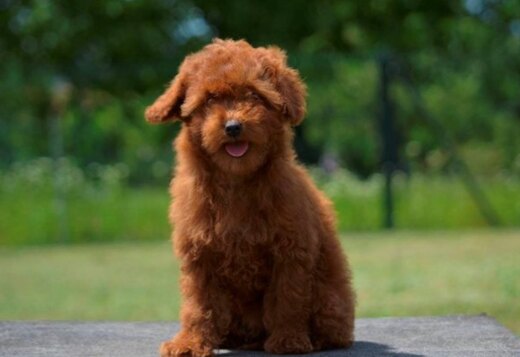 Toy poodle, female puppy