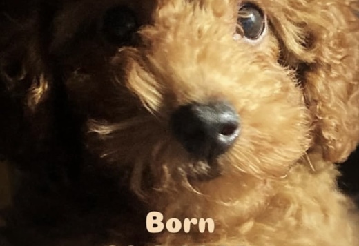 Red TOY POODLES, top litter of champion origin